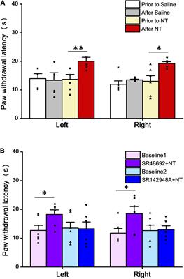 Neurotensin Attenuates Nociception by Facilitating Inhibitory Synaptic Transmission in the Mouse Spinal Cord